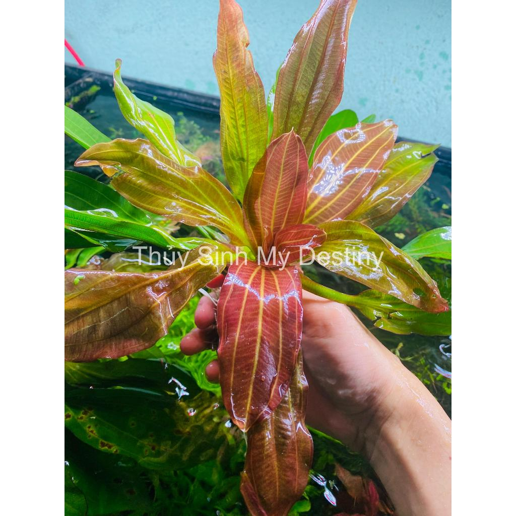 Trầu Rubin Red | Echinodorus Rubin | Trầu Thủy Sinh | Cây dễ trồng, không cần Co2 | Thủy Sinh My Des