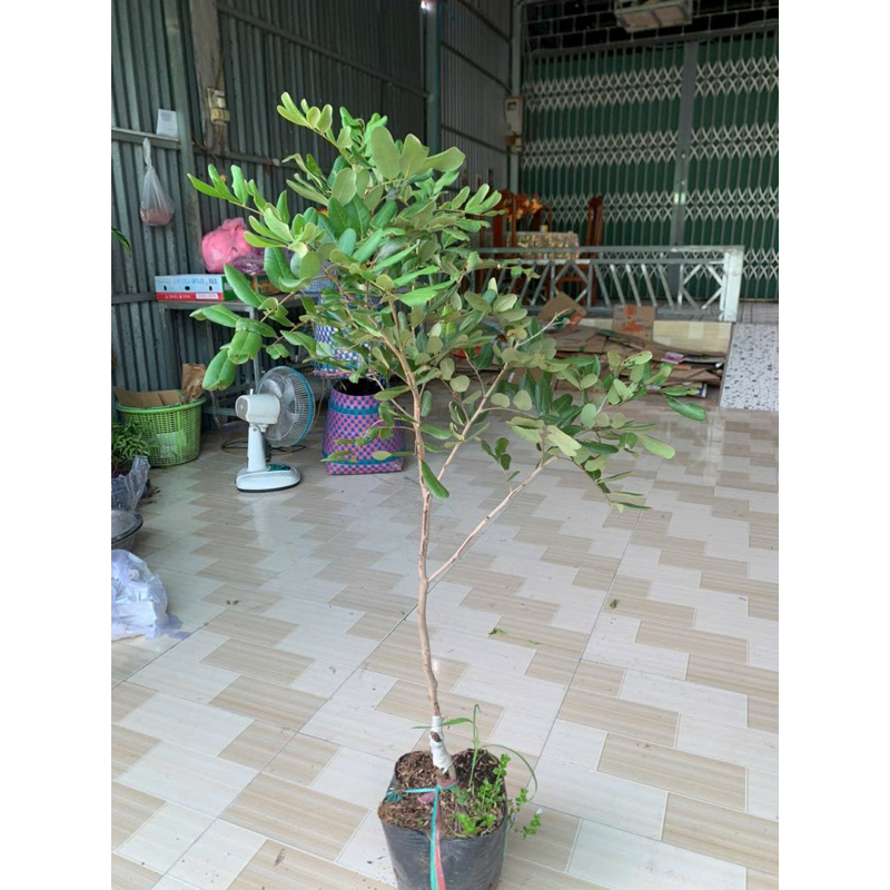 cây nhãn xuồng cơm vàng (1 cây)