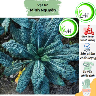 Hạt giống cải Kale khủng long