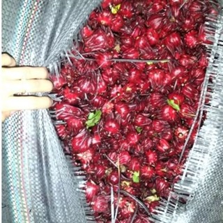 hoa atiso đỏ tươi 1kg