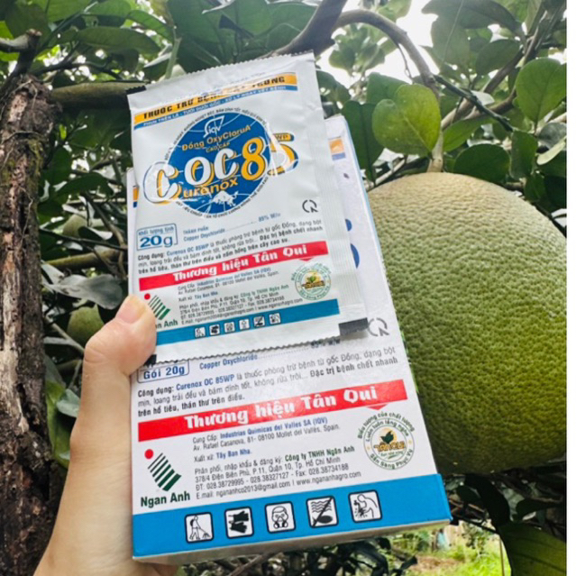 Coc 85 gốc Đồng thán thư