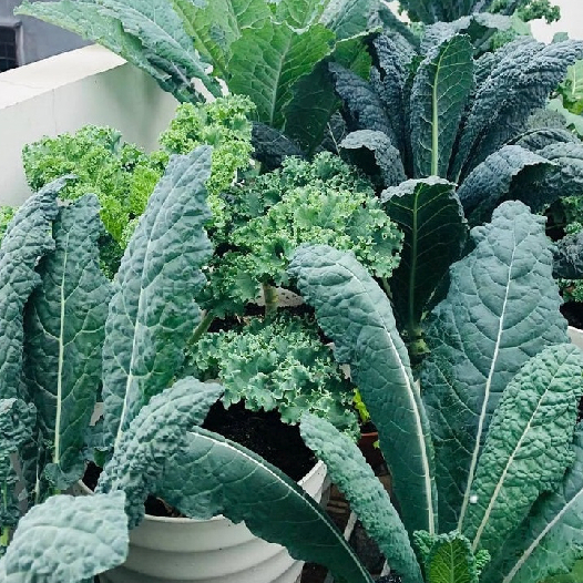 hạt giống Cải kale xoăn xanh