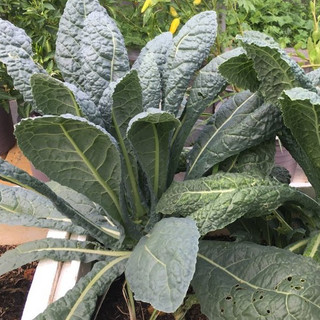 hạt giống Cải kale xoăn xanh
