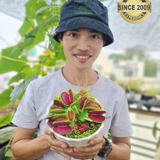 Đèn trồng cây bắt mồi