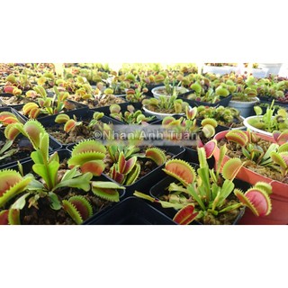 Đèn trồng cây bắt mồi