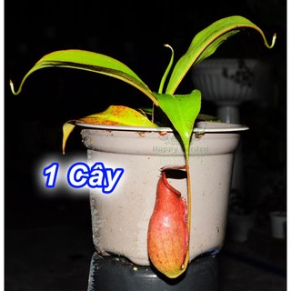 Đèn trồng cây bắt mồi
