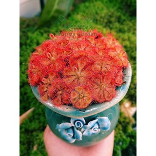 Đèn trồng cây bắt mồi
