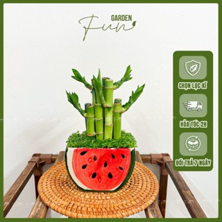  Cây Trúc Phú Quý 8 thân Cây Phát Tài Phát Lộc hợp phong thủy  Mẫu chậu ngẫu nhiên tùy đợt  