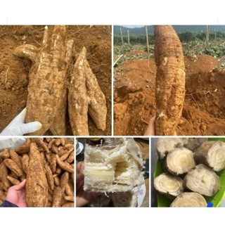 2kg SẮN DÂY Mới đào củ già nhiều bột luộc ngọt lịm bở tơi, nhiều bột. thơm ngon mát bổ