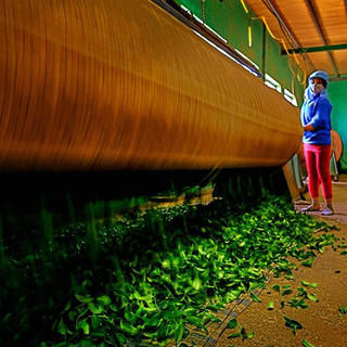 Hộp Trà Ôlong (Oolong) Mộc Sơn 100g Nguyên Chất hậu vị ngọt phù hợp làm quà tặng biếu Tết