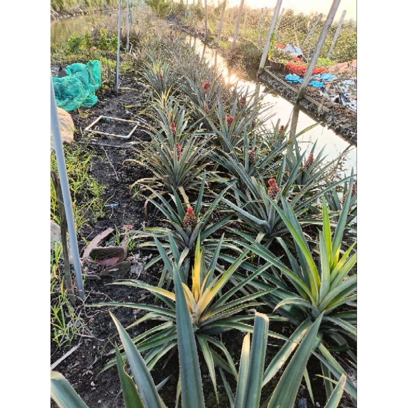 khóm Long Phụng giống.