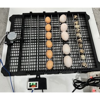 Khay 54 Trứng Và Hẹn Giờ Đảo Tự Động Hiện Số Dùng Nâng Cấp Máy Ấp Trứng Đảo Tay