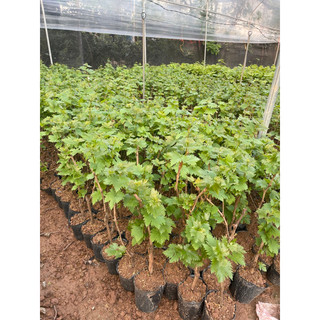 CÂY GIỐNG NHO NGÓN TAY