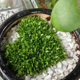400h Hạt Giống Cỏ May Mắn (TLA0| B30-KD: B30*V45*M170)