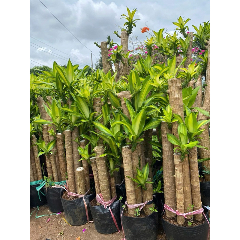 Cây thiết mộc lan 5 thân