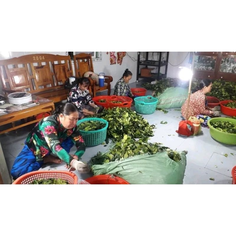lá chúc.1kg. lá chanh thái. lá chanh số 8 chỉ bán miền Nam