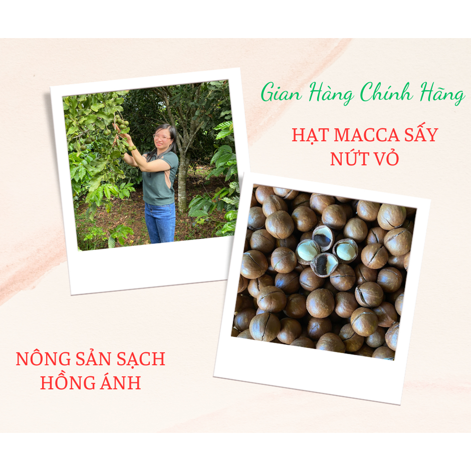 Hạt Macca  Đăk Lăk sấy nứt vỏ Organic giòn tan không hôi dầu 500g