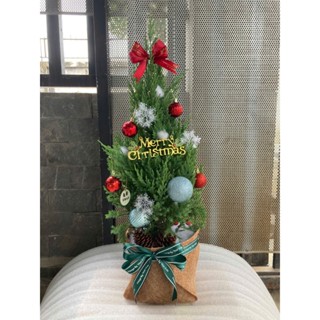 (Hỏa Tốc HCM) Cây Sơn Tùng Trang Trí Noel Đã Bao Gồm Đèn, Phụ Kiện (Cây Thông Thật Trang Trí Giáng Sinh)