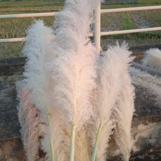  combo 20 cành hoa cỏ lau bông lau xù tự nhiên bông to  