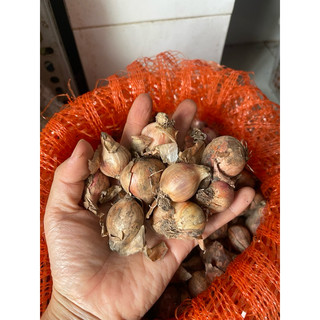 500g Hành củ bắc dùng làm hành phi