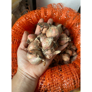 500g Hành củ bắc dùng làm hành phi