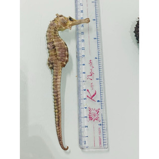 Cá Ngựa ( Hải Mã ) Khô Kích Thước 11cm->17cm ( Giá Cả Siêu Ưu Đãi )