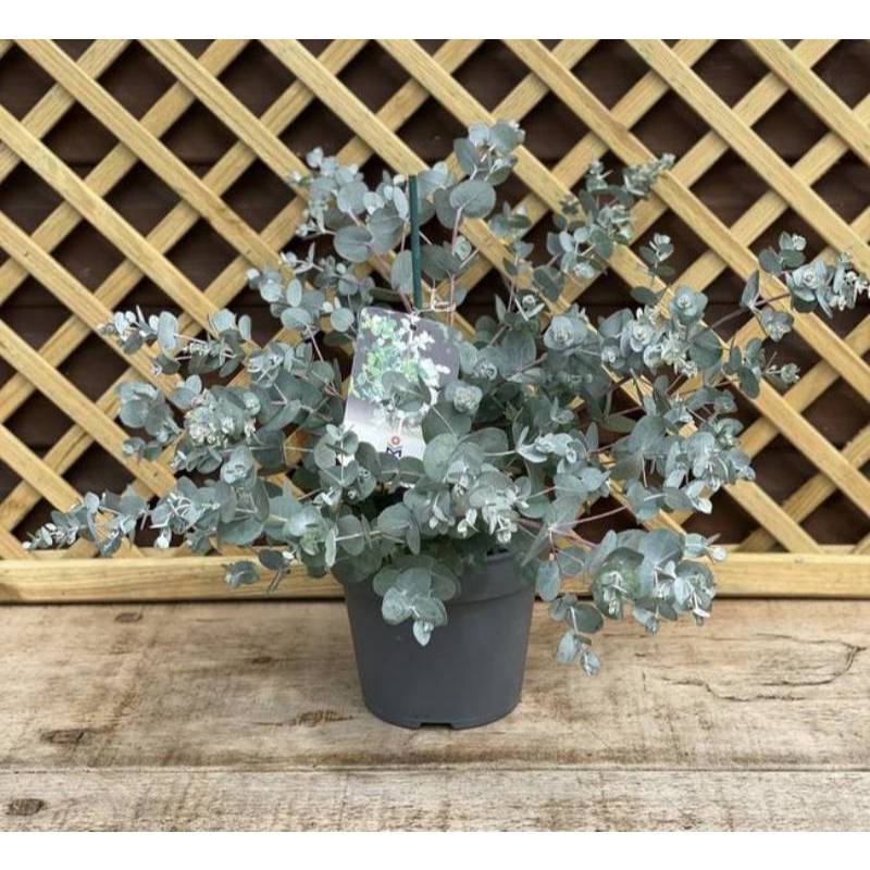 50h Hạt Giống Cây Lá Bạc Blue Ice (| -KD: B21)