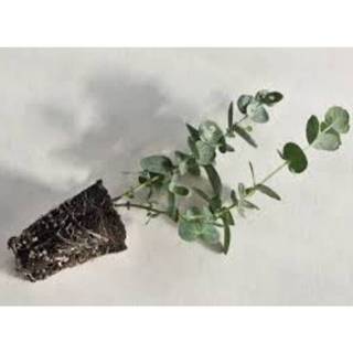 50h Hạt Giống Cây Lá Bạc Blue Ice (| -KD: B21)