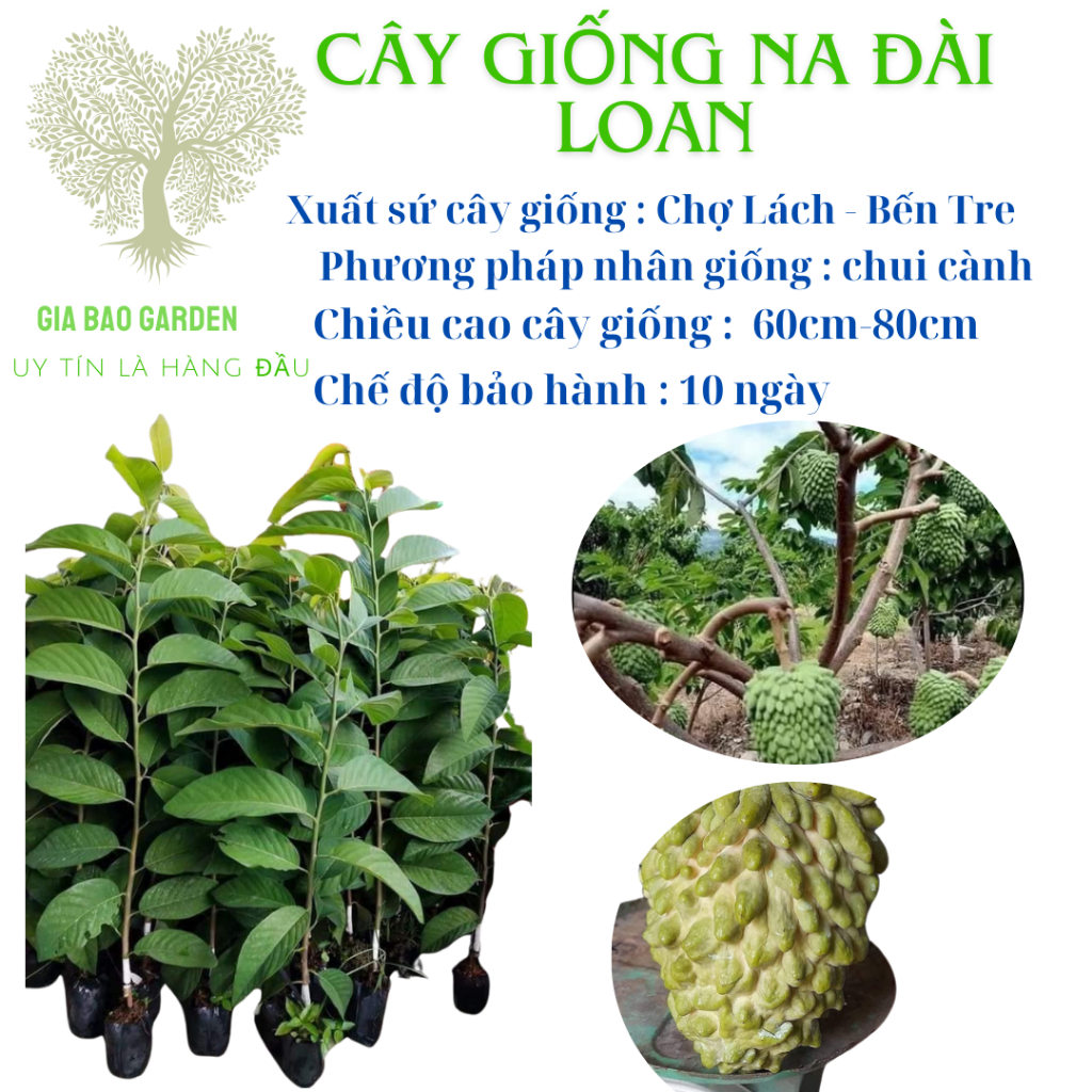 Cây Giống Na Đài Loan - Đặc Sản Quả Vua