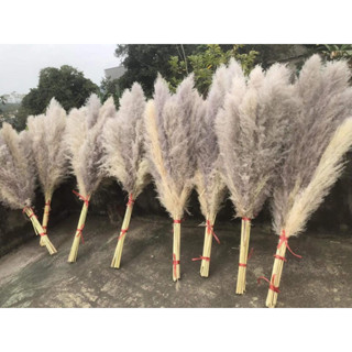 combo 20 cành cỏ lau,bông lau, hoa khô trang trí sự kiện,tiệc cưới,quán cafe,..