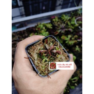 Bẫy kẹp đỏ size mini dùng để setup terrarium và bể bán cạn