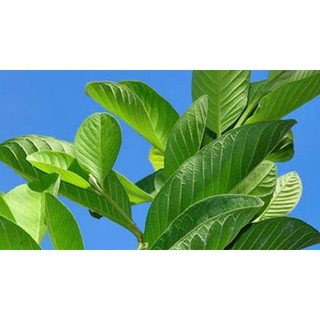 1kg lá ổi sấy lạnh khô hữu cơ