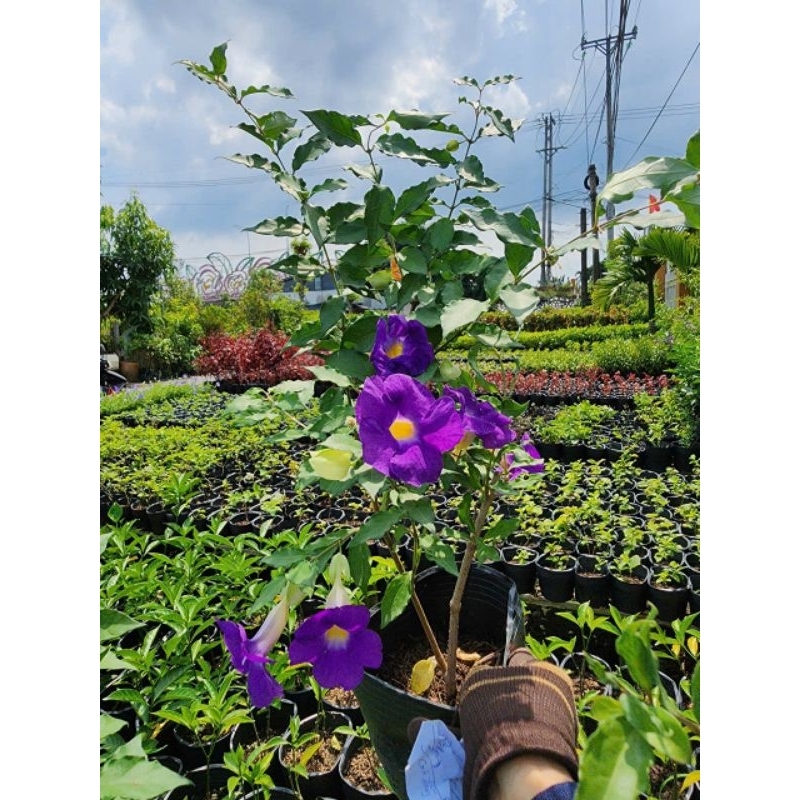 Cây Cát Đằng Đứng (Hoàng Phúc Thiên Lý)- tặng kèm phân bón