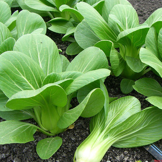 20gr Hạt Giống Cải Thìa Cao Sản