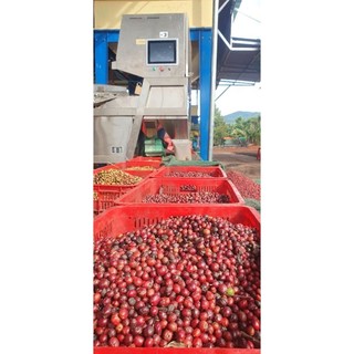 Cà phê nhân chưa rang sơ chế chất lượng cao