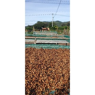 Cà phê nhân chưa rang sơ chế chất lượng cao