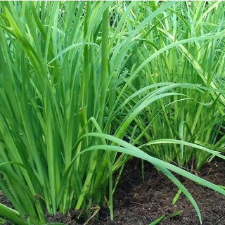 1gr HẠT GIỐNG HẸ CAO SẢN NĂNG SUẤT CAO