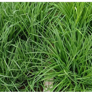1gr HẠT GIỐNG HẸ CAO SẢN NĂNG SUẤT CAO