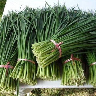 1gr HẠT GIỐNG HẸ CAO SẢN NĂNG SUẤT CAO