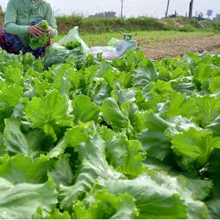 2gr HẠT GIỐNG XÀ LÁCH MINETTO GIÒN NGỌT