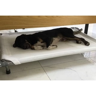 ❤️ GIƯỜNG CHÓ YÊU ❤️ SIÊU BỀN, Dễ vệ sinh & Thay Lưới được (Size M)