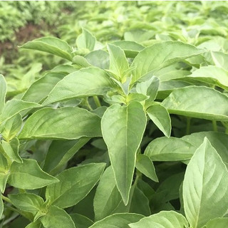 0.5g HẠT GIỐNG RAU THƠM SẢ (Ế TRẮNG)