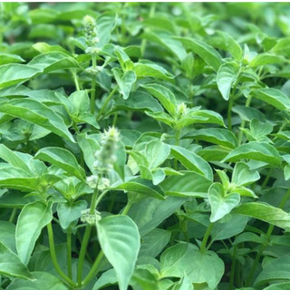 0.5g HẠT GIỐNG RAU THƠM SẢ (Ế TRẮNG)