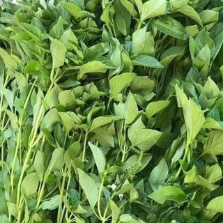0.5g HẠT GIỐNG RAU THƠM SẢ (Ế TRẮNG)