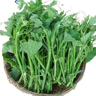 10gr HẠT GIỐNG BÍ SIÊU NGỌN NĂNG SUẤT CAO