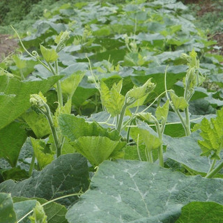 10gr HẠT GIỐNG BÍ SIÊU NGỌN NĂNG SUẤT CAO