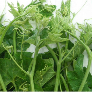 10gr HẠT GIỐNG BÍ SIÊU NGỌN NĂNG SUẤT CAO