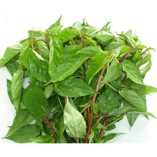 10g HẠT GIỐNG RAU ĐAY ĐỎ NĂNG SUẤT CAO