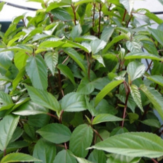 10g HẠT GIỐNG RAU ĐAY ĐỎ NĂNG SUẤT CAO