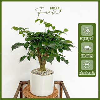 Cây Hạnh Phúc Trang Trí Kèm Chậu Gốm Sứ Size Để Bàn (Nắng vừa)